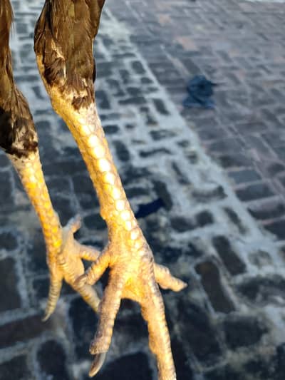 Pakistani hen and pur lasani roster cross