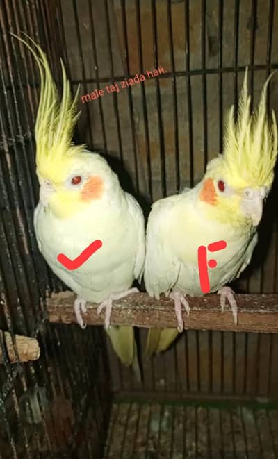 Coctail. commen. Braider. jura. for. sale. loction. sargodha. farooka.