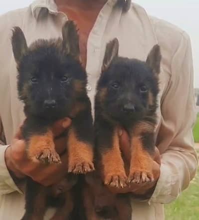 German Shepherd| Puppy | Double Coat puppies | Dog For Sale |GSD