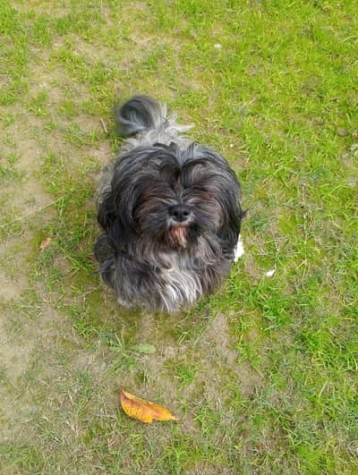 Pedigree Shihtzu Male