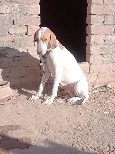English pointer for sale