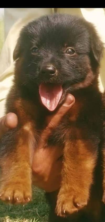 German Shepherd| Puppy | Double Coat puppies | Dog For Sale |GSD
