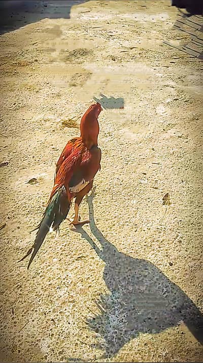 aseel sindhi patha or aseel mianwali pair urgent sale