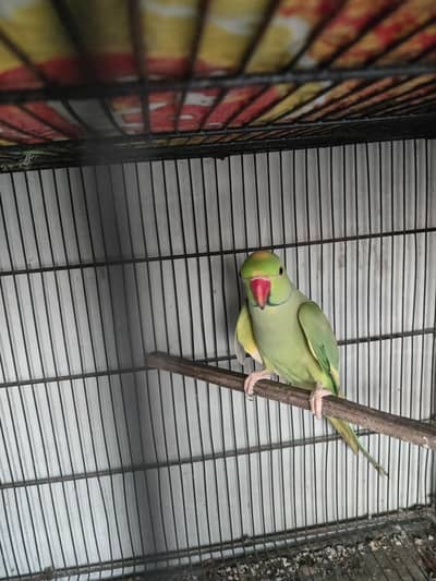 Green Recessive Pied Split Blue.