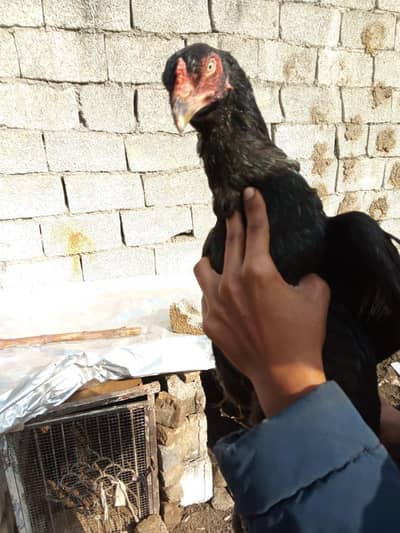 Basheer purbana aseel