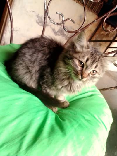 persian cat for sale