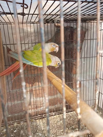 argent sale pineapple conure pair