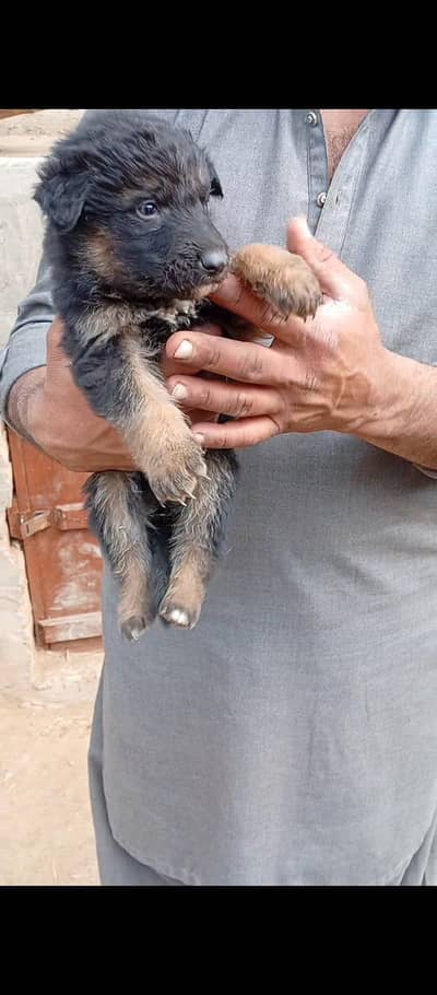 German Shepherd  pair