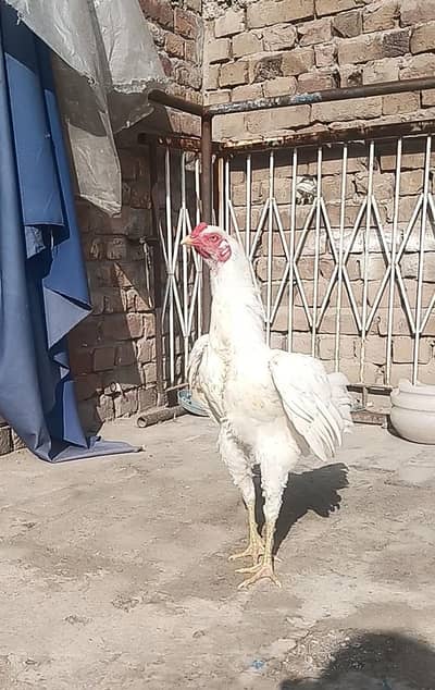 Heera aseel 16 month gae male for sale healthy active good size