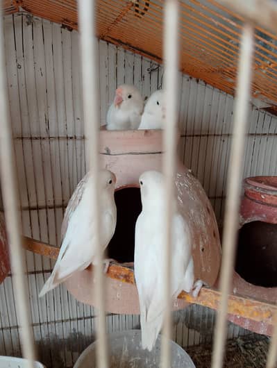 Albino Lovebirds pair