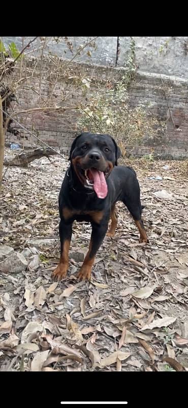 German Rottweiler male available for s…
