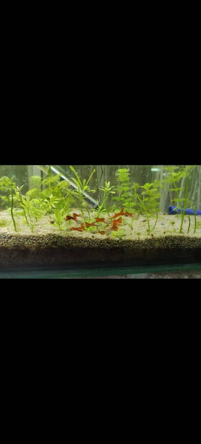 red neon blonde exotic guppy