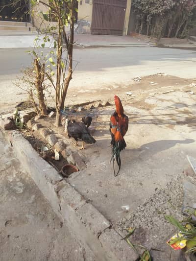 1 sal ka ho chuka hai