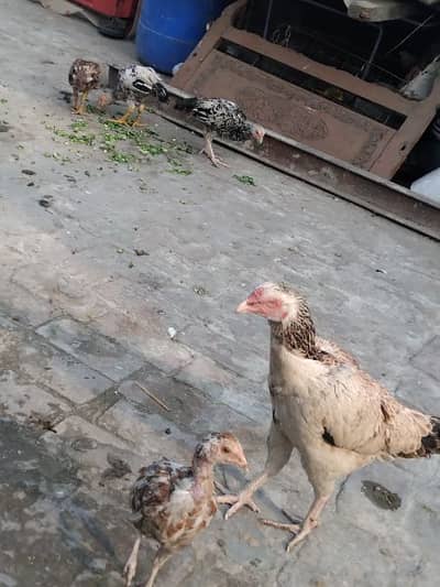 Aseel hen with chicks