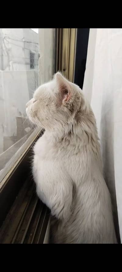 Persian cat