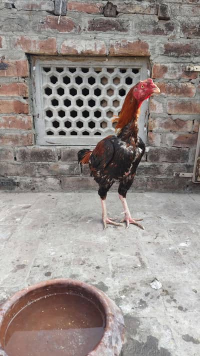 Aseel murgha/ Lakha patha /Lassani Aseel/ Shamo Aseel/Amroha Aseel