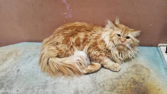 Persian male cat  Tripple coated long hair age 17 months
