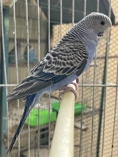 Budgies parrot and cages