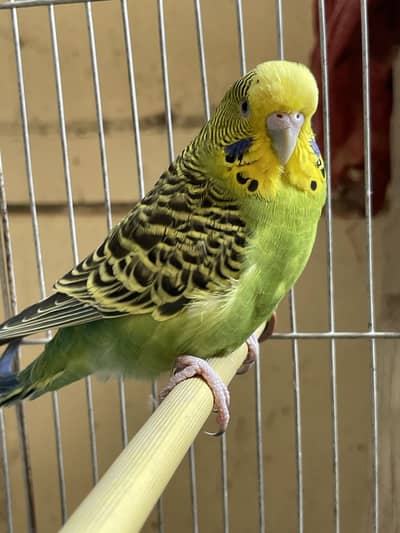 Budgies parrot and cages
