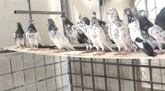 Teddy Saranpuri / High Fly Pigeon Pair for Sale