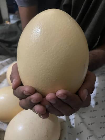 FRESH OSTRICH EGGS