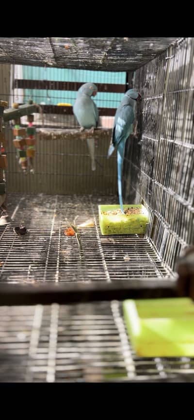 Blue Ringneck Bonded Pair For Sale