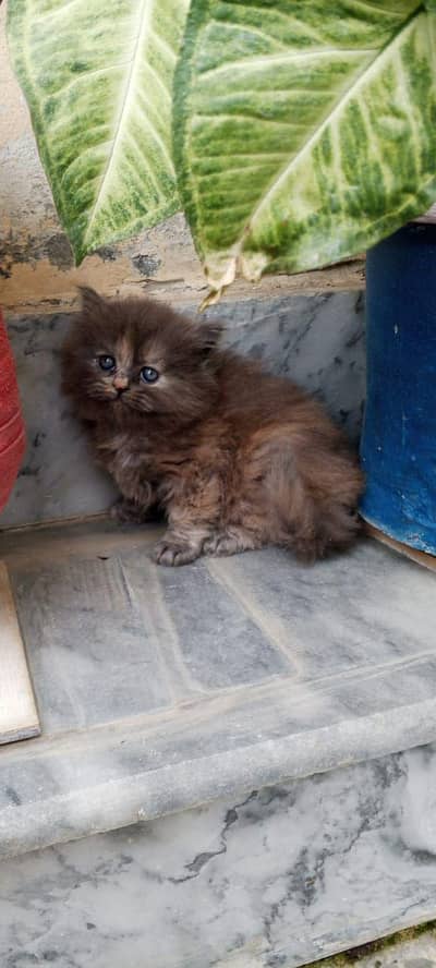 persian baby cat triple coated peaky face