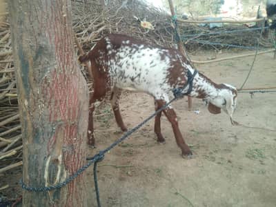 makhi cheni desi mix kherifemale goat for sale in Multan. . . 35000 rate