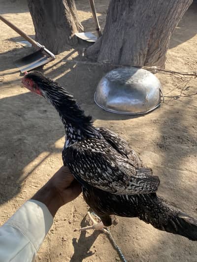 Aseel amroha madi for sale home breed