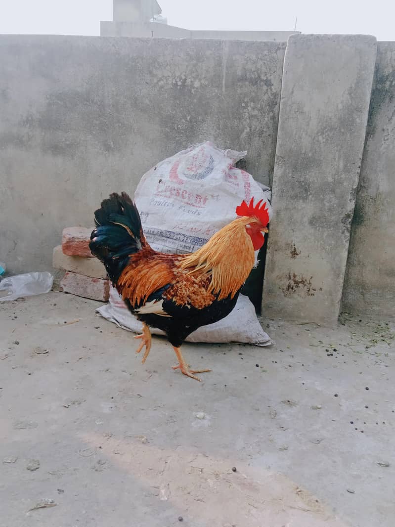 ارجنٹ سیل کرنا ہے۔  بہترین چیز 03414485920 0