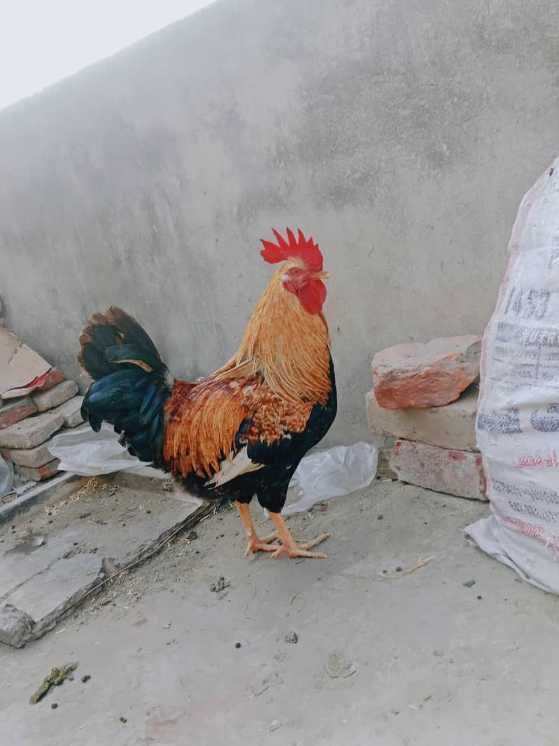 ارجنٹ سیل کرنا ہے۔  بہترین چیز 03414485920 1