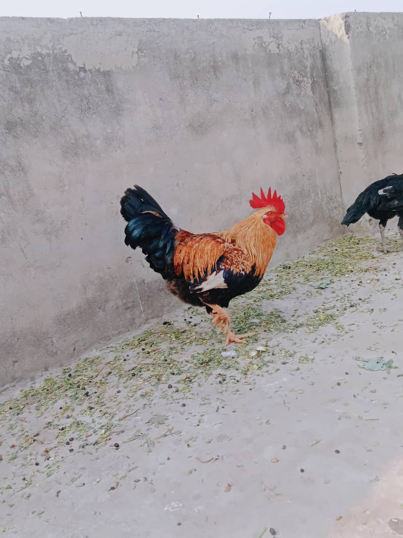 ارجنٹ سیل کرنا ہے۔  بہترین چیز 03414485920 2