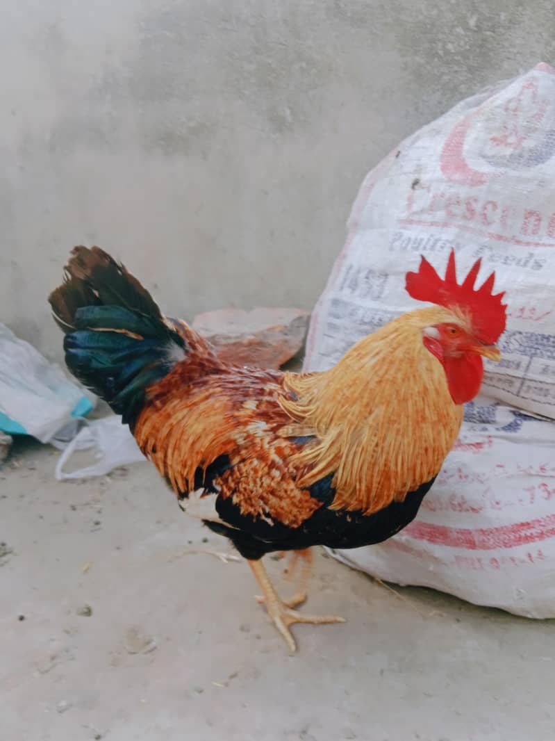 ارجنٹ سیل کرنا ہے۔  بہترین چیز 03414485920 3