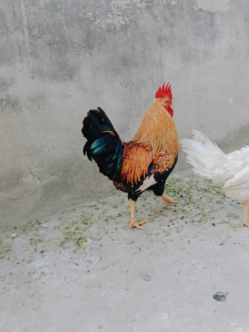 ارجنٹ سیل کرنا ہے۔  بہترین چیز 03414485920 4