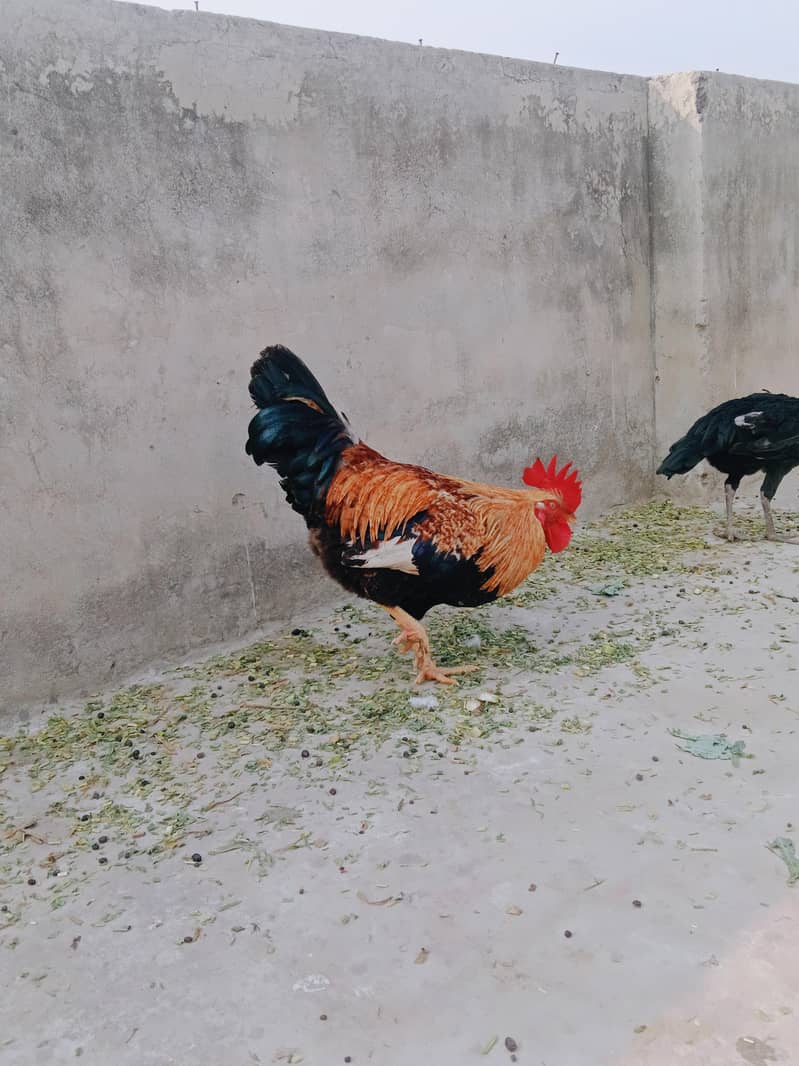 ارجنٹ سیل کرنا ہے۔  بہترین چیز 03414485920 5