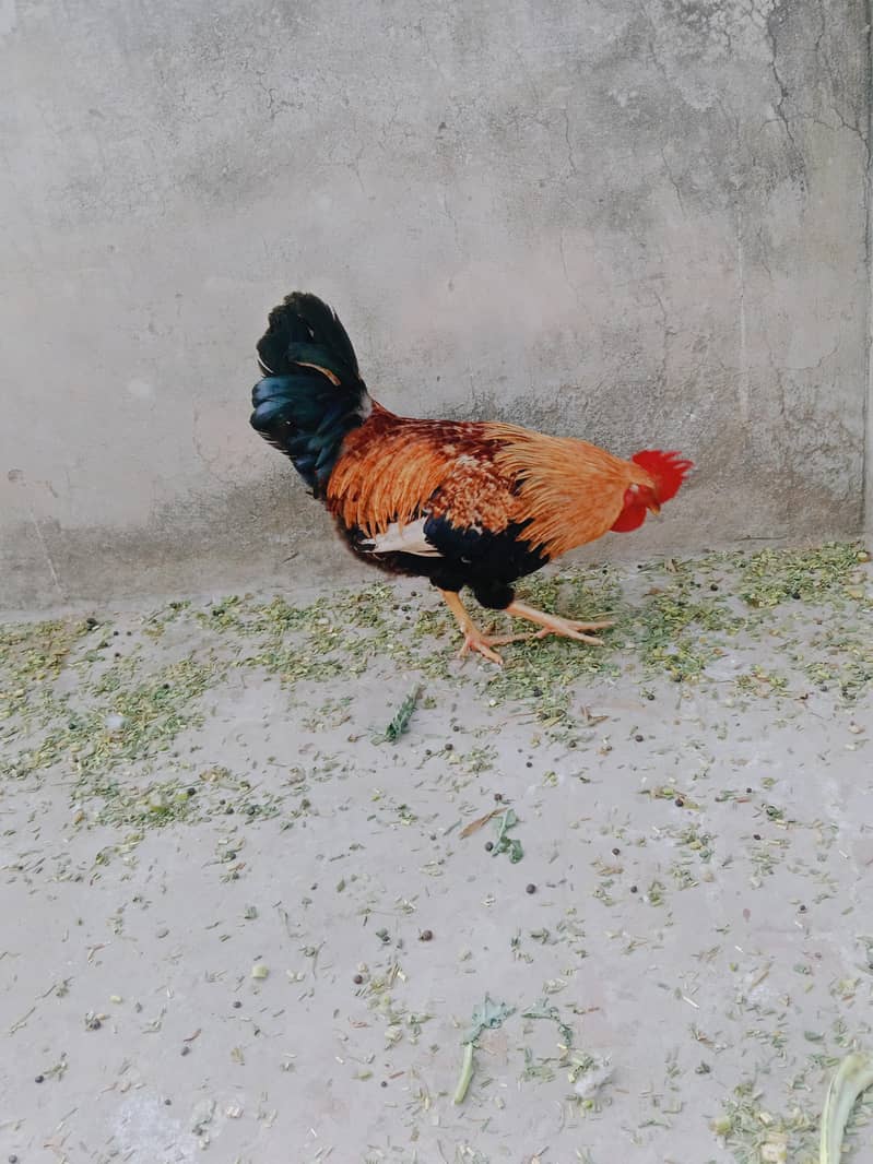 ارجنٹ سیل کرنا ہے۔  بہترین چیز 03414485920 6