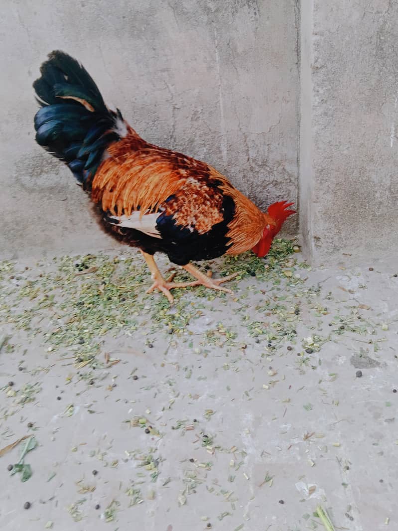 ارجنٹ سیل کرنا ہے۔  بہترین چیز 03414485920 7