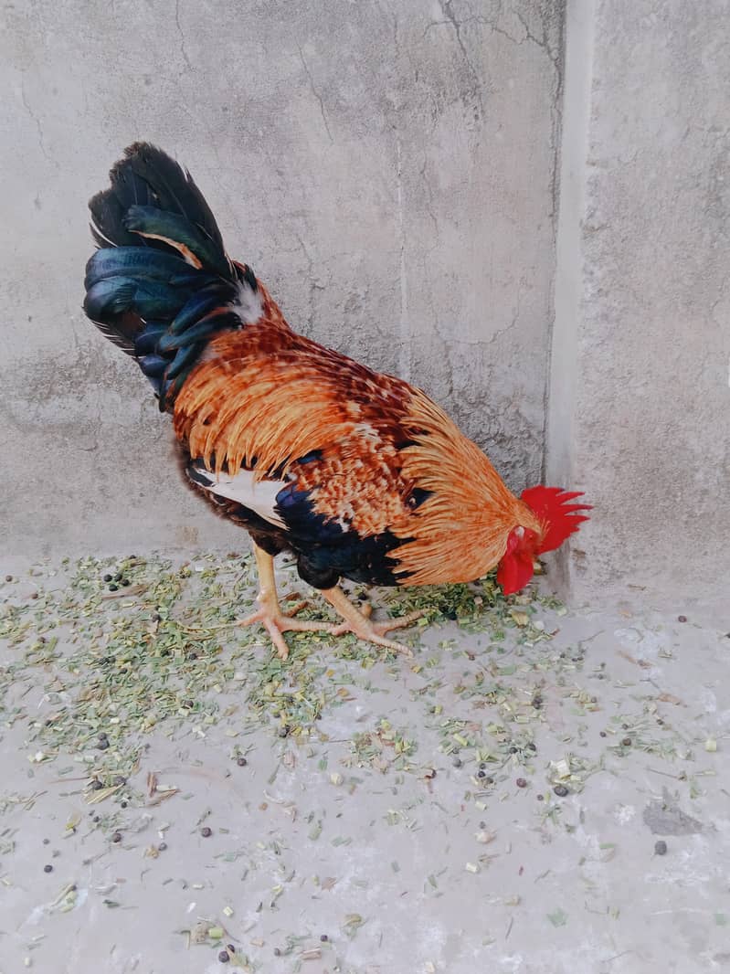 ارجنٹ سیل کرنا ہے۔  بہترین چیز 03414485920 8