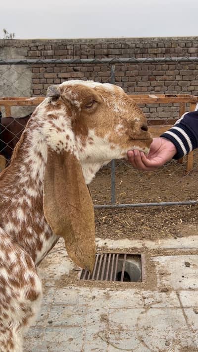 Makhi Cheni Gabban Bakri