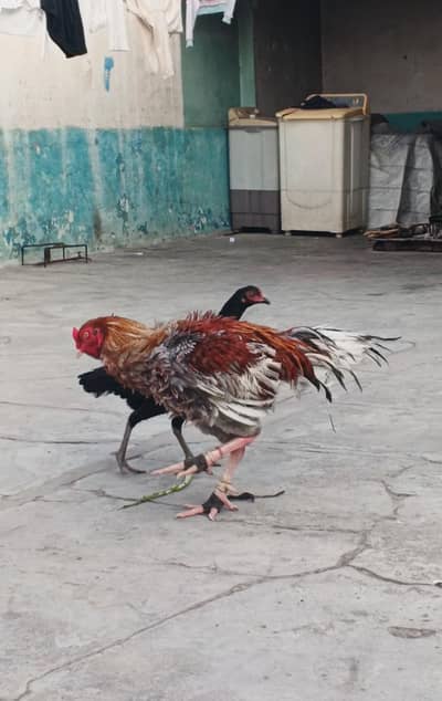 breeder pair for sale