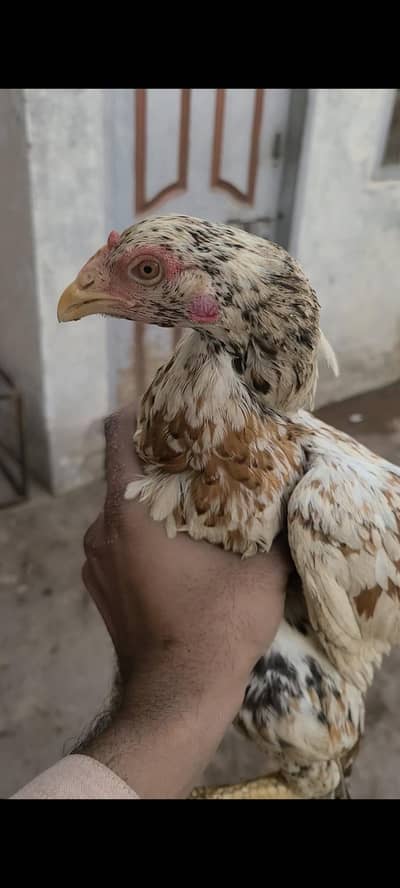 Aseel Zero Size Madi