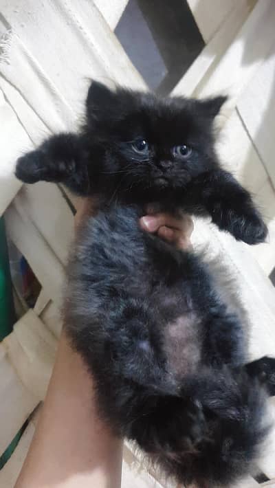 Persian trriple coat punch face