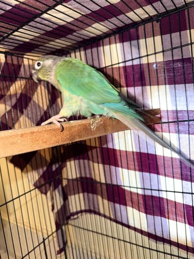 blue turquoise conure