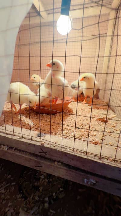 KING size O Shamo Chiks , Aseel Chiks , Bantam Chicks ,
