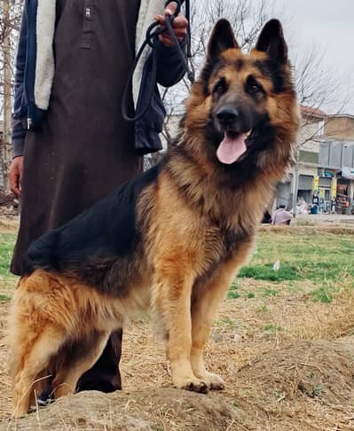 German Shepherd | German Shepherd dog for sale | Shepherd |Gsd