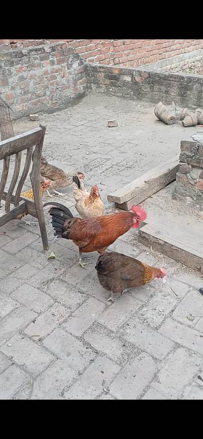 hens egg laying hens ghar ke pali hui