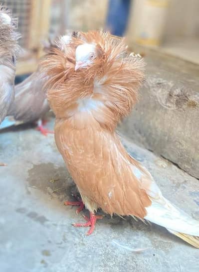 Jacobin Breeder Pair