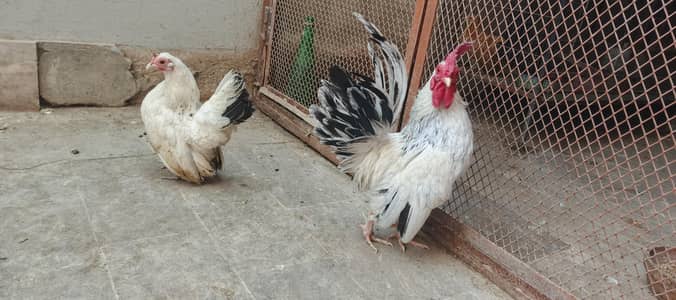 Japanese Bantam Zero Size