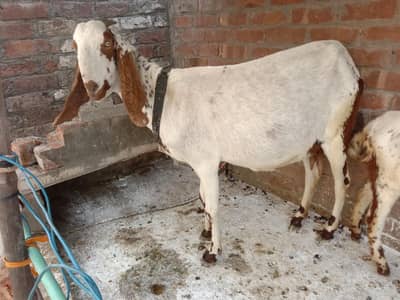 . 1 Bakri or 2 Female bcha