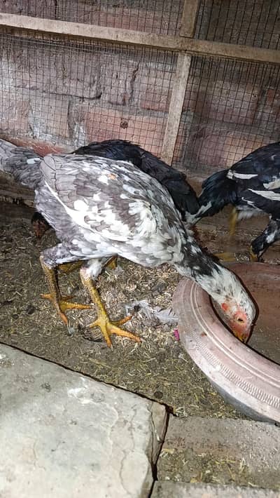 Aseel Heera cross pathay 3 piece 1 male or 2 female 3000 per piece